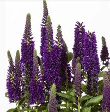 Attēlu rezultāti vaicājumam “Veronica longifolia bud”