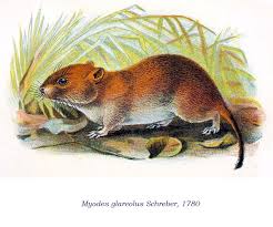 Attēlu rezultāti vaicājumam “Myodes glareolus”