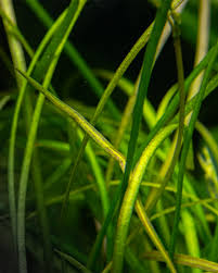 Attēlu rezultāti vaicājumam “Subularia aquatica leaf”