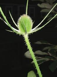 Attēlu rezultāti vaicājumam “Dipsacus fullonum fruit”