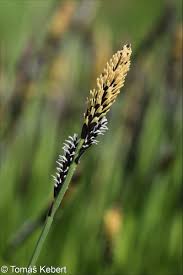 Attēlu rezultāti vaicājumam “Carex cespitosa”