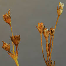 Attēlu rezultāti vaicājumam “Primula farinosa bud”