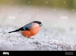 Attēlu rezultāti vaicājumam “Pyrrhula pyrrhula male”