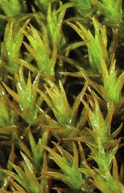 Attēlu rezultāti vaicājumam “Hymenostylium recurvirostrum”