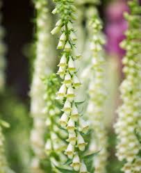 Image result for Digitalis lutea