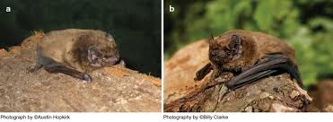 Attēlu rezultāti vaicājumam “Nyctalus leisleri”