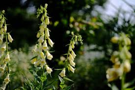 Image result for Digitalis grandiflora