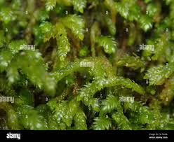 Attēlu rezultāti vaicājumam “Eurhynchiastrum pulchellum”