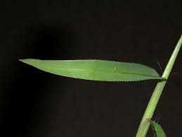 Attēlu rezultāti vaicājumam “Digitaria ischaemum leaf”