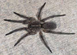 Attēlu rezultāti vaicājumam “Lycosidae”