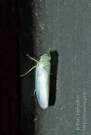 Attēlu rezultāti vaicājumam “Paramesus obtusifrons”