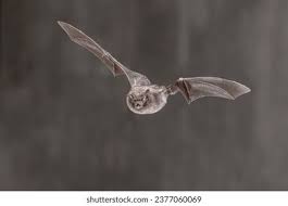 Attēlu rezultāti vaicājumam “Myotis daubentonii”