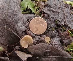 Attēlu rezultāti vaicājumam “Ciboria amentacea”