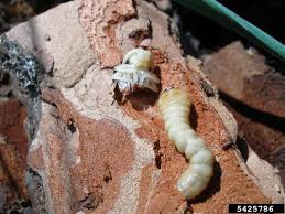 Attēlu rezultāti vaicājumam “Acanthocinus aedilis”