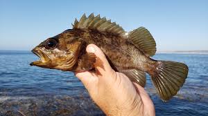 Image result for Sebastes fasciatus