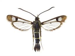 Attēlu rezultāti vaicājumam “Sesiidae”