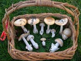 Attēlu rezultāti vaicājumam “Amanita”