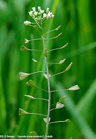 Attēlu rezultāti vaicājumam “Capsella bursa-pastoris leaf”