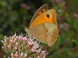 Attēlu rezultāti vaicājumam “Maniola jurtina female”