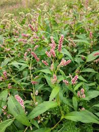 Attēlu rezultāti vaicājumam “Persicaria lapathifolia”