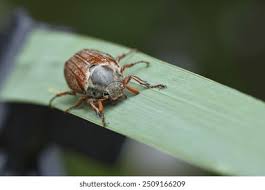 Attēlu rezultāti vaicājumam “Melolontha melolontha imago”