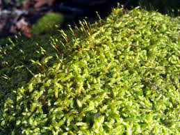 Attēlu rezultāti vaicājumam “Anomodon viticulosus”