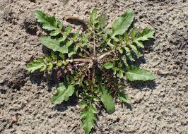 Attēlu rezultāti vaicājumam “Rorippa palustris”