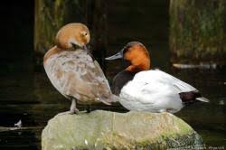 Image result for Aythya valisineria