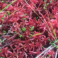 Attēlu rezultāti vaicājumam “Sphagnum rubellum”