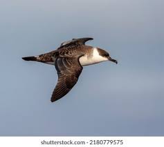 Image result for Puffinus gravis