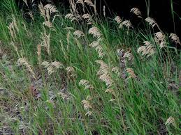 Attēlu rezultāti vaicājumam “Bromopsis inermis leaf”