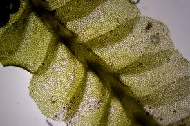 Attēlu rezultāti vaicājumam “Chiloscyphus”