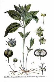 Attēlu rezultāti vaicājumam “Mercurialis perennis bud”