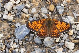 Attēlu rezultāti vaicājumam “Melitaea phoebe underside”