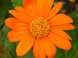 Image result for Tithonia rotundifolia