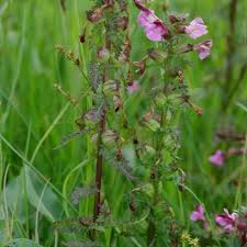 Attēlu rezultāti vaicājumam “Pedicularis palustris flower”