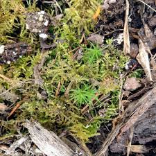 Attēlu rezultāti vaicājumam “Polytrichum piliferum sporophyte”