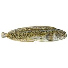 Image result for Anarhichas minor