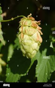 Attēlu rezultāti vaicājumam “Humulus lupulus fruit”
