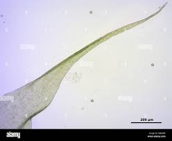 Attēlu rezultāti vaicājumam “Campylium protensum”
