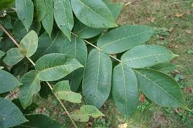 Attēlu rezultāti vaicājumam “Juglans ailanthifolia”