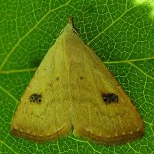 Attēlu rezultāti vaicājumam “Rivula sericealis”