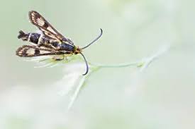 Attēlu rezultāti vaicājumam “Sesiidae”