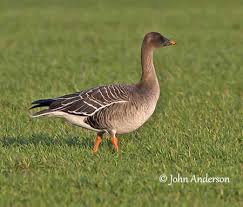 Attēlu rezultāti vaicājumam “Anser serrirostris”