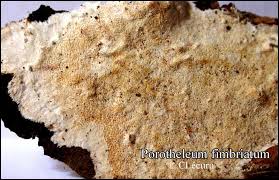 Attēlu rezultāti vaicājumam “Porotheleum fimbriatum”