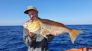 Image result for Dentex dentex