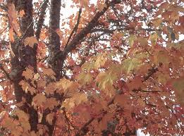 Attēlu rezultāti vaicājumam “Acer pseudoplatanus fo. purpurascens leaf”