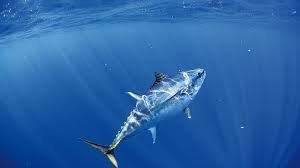 Image result for Katsuwonus pelamis