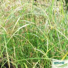 Attēlu rezultāti vaicājumam “Carex pseudocyperus”