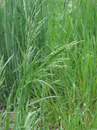 Attēlu rezultāti vaicājumam “Poa trivialis flower”